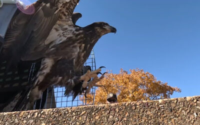 Blackland Prairie Raptor Center releases rehabilitated bald eagle into the wild
