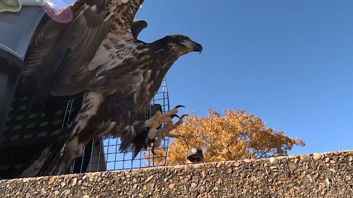Blackland Prairie Raptor Center releases rehabilitated bald eagle into the wild