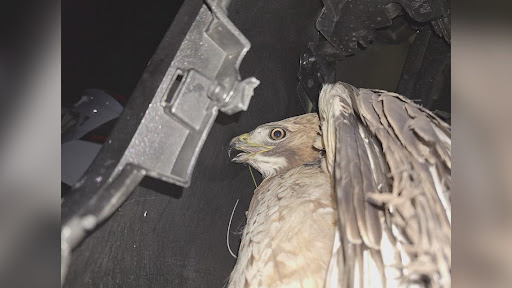 Hawk that was hit by a vehicle in Texas was released back into the wild