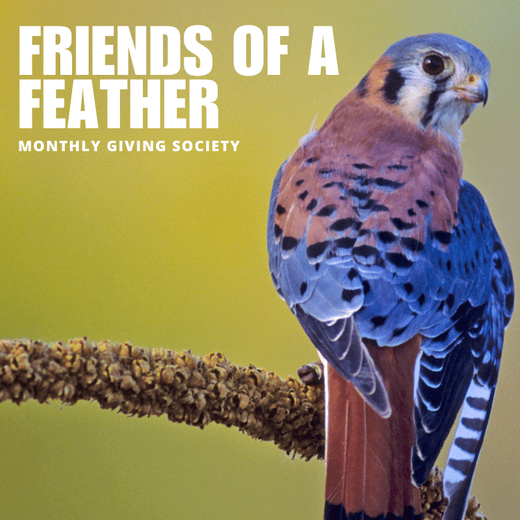 friends of a feather