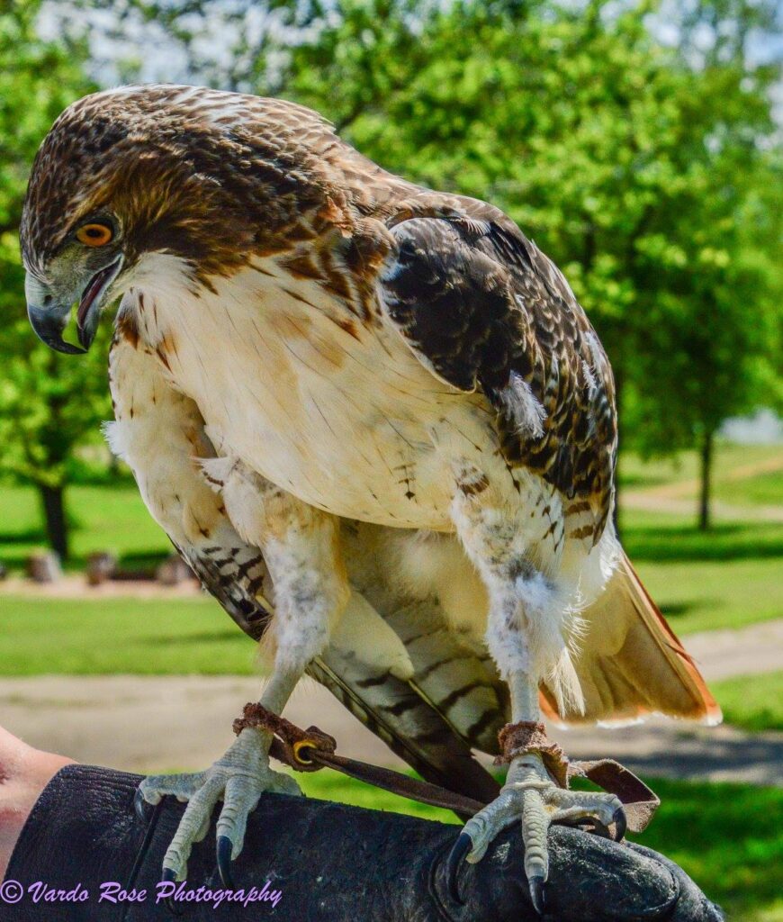 hawk on handler's glove