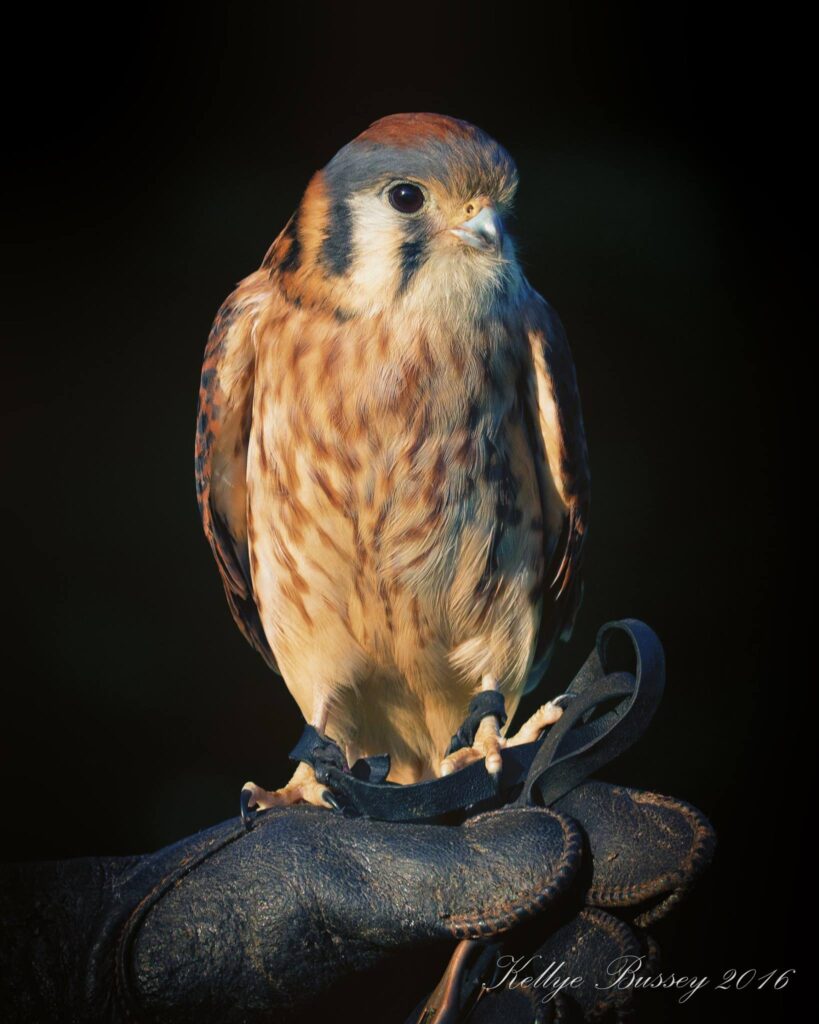 raptor on handler's glove