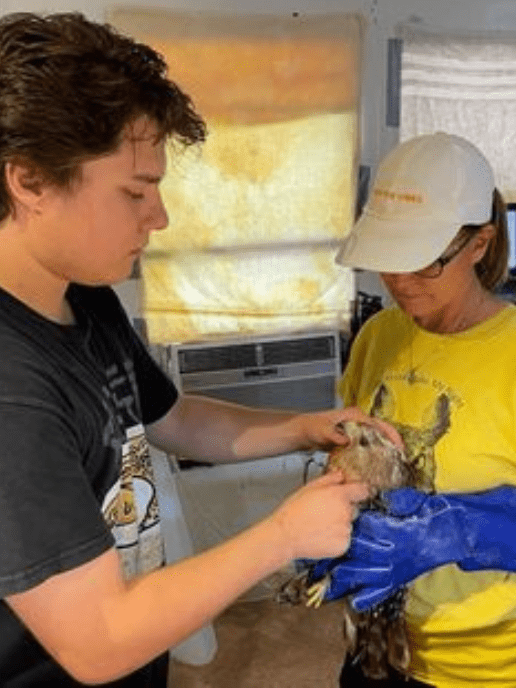 volunteer helping care for injured raptor