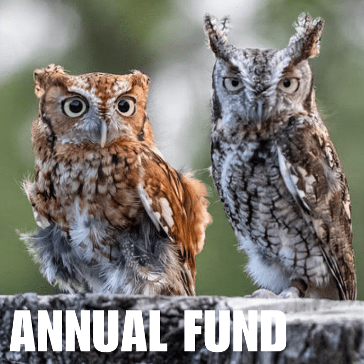 annual fund