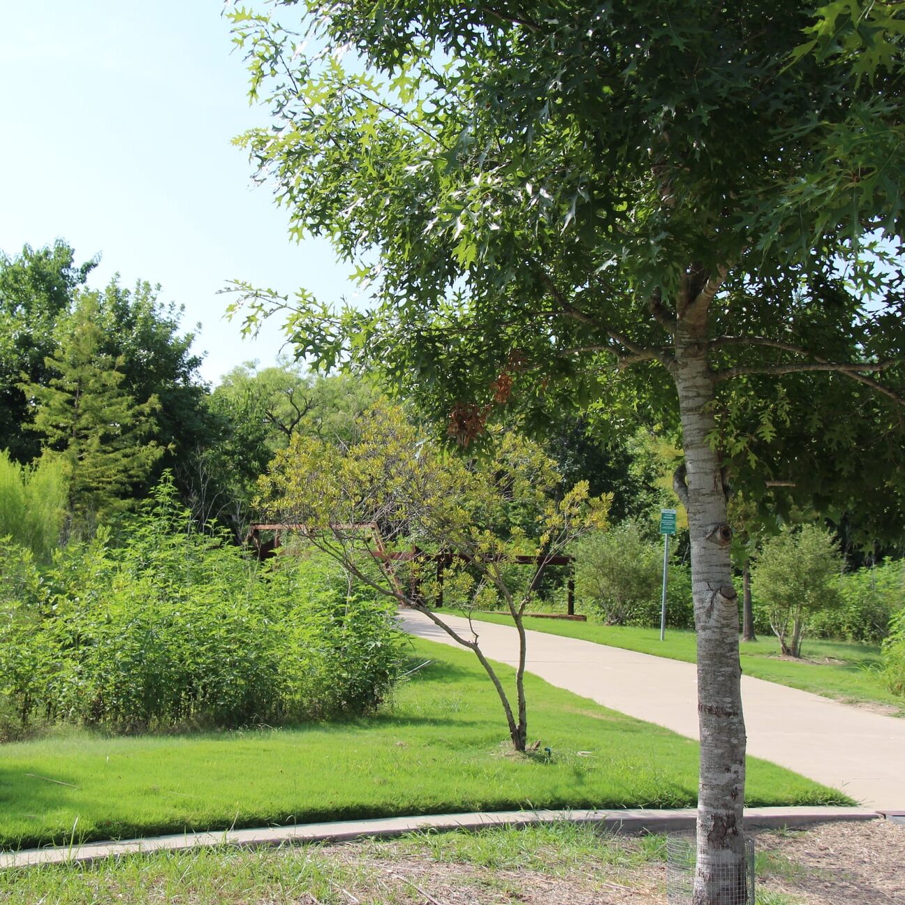 walking path through native plants