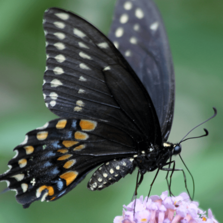 pollinator on wildflower