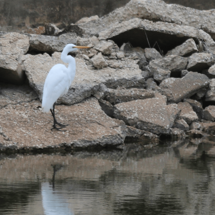 egret on bank of lake