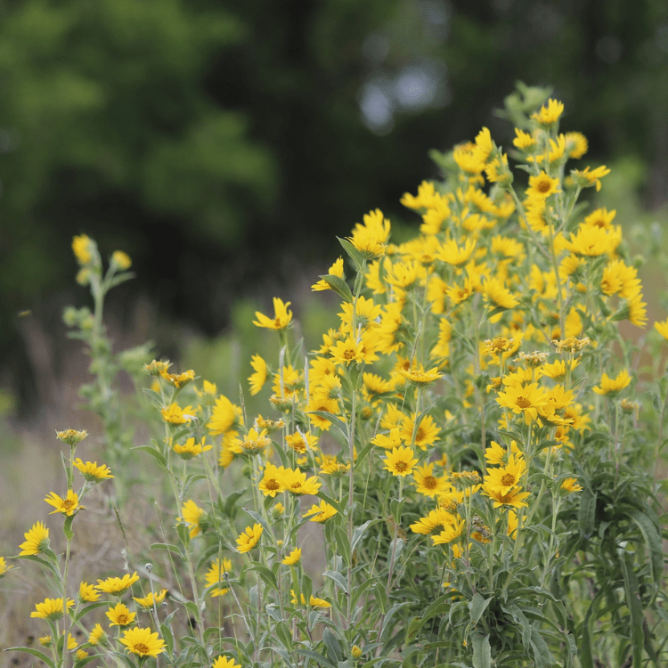 native texas widlflowers