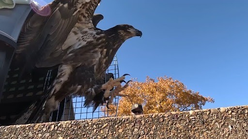 releasing bald eagle