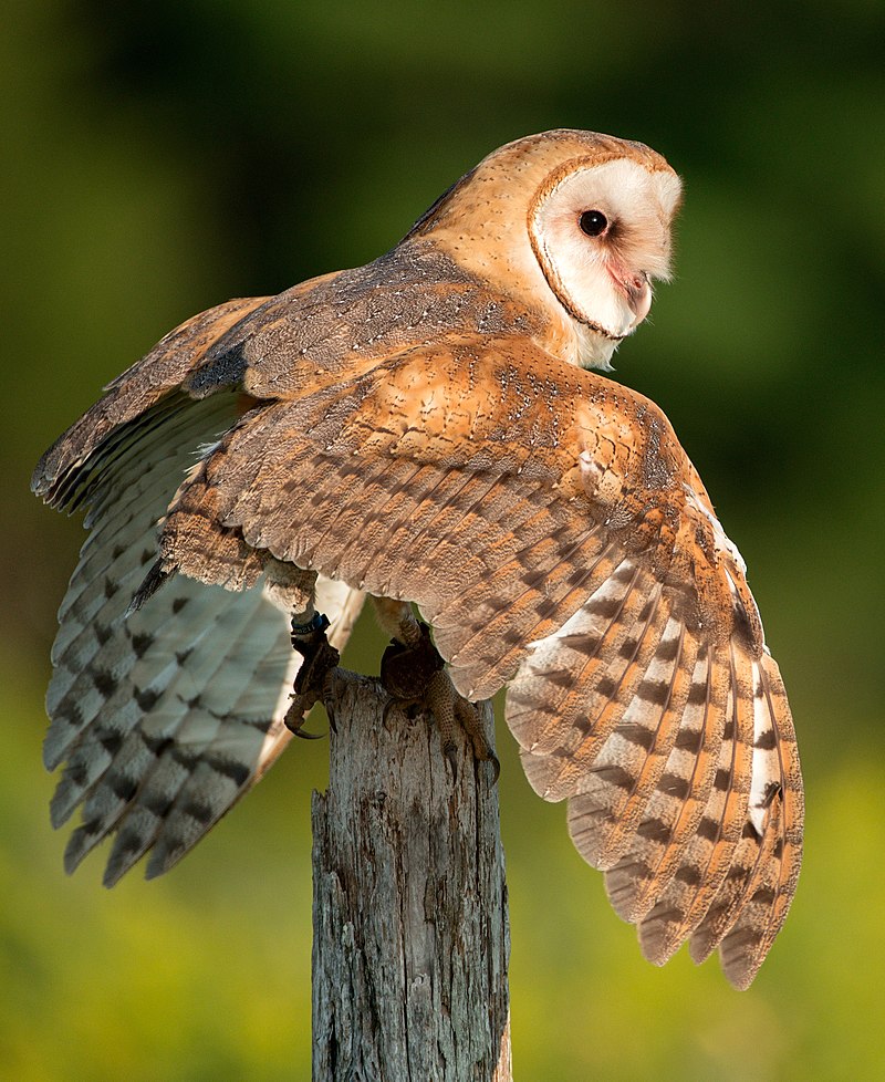 Barn Owl