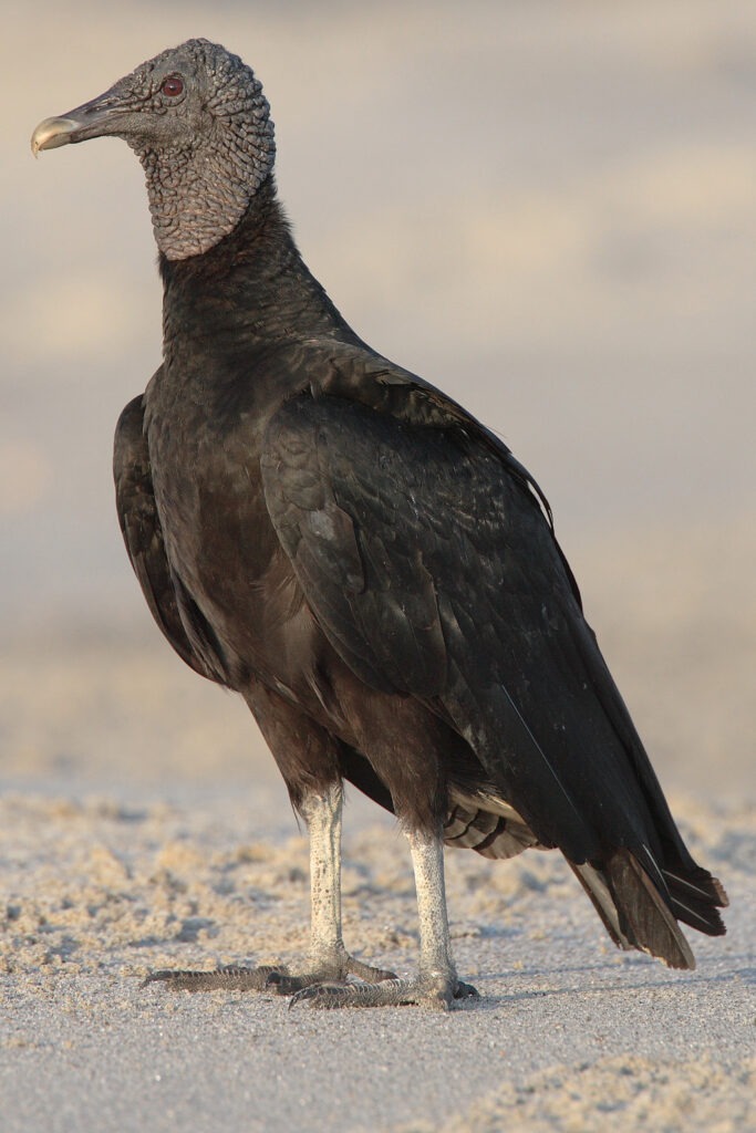 Black-Vulture