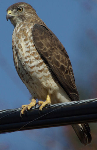 Broad-winged Hawk