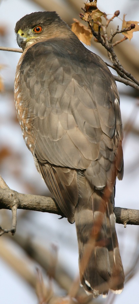 Cooper’s Hawk