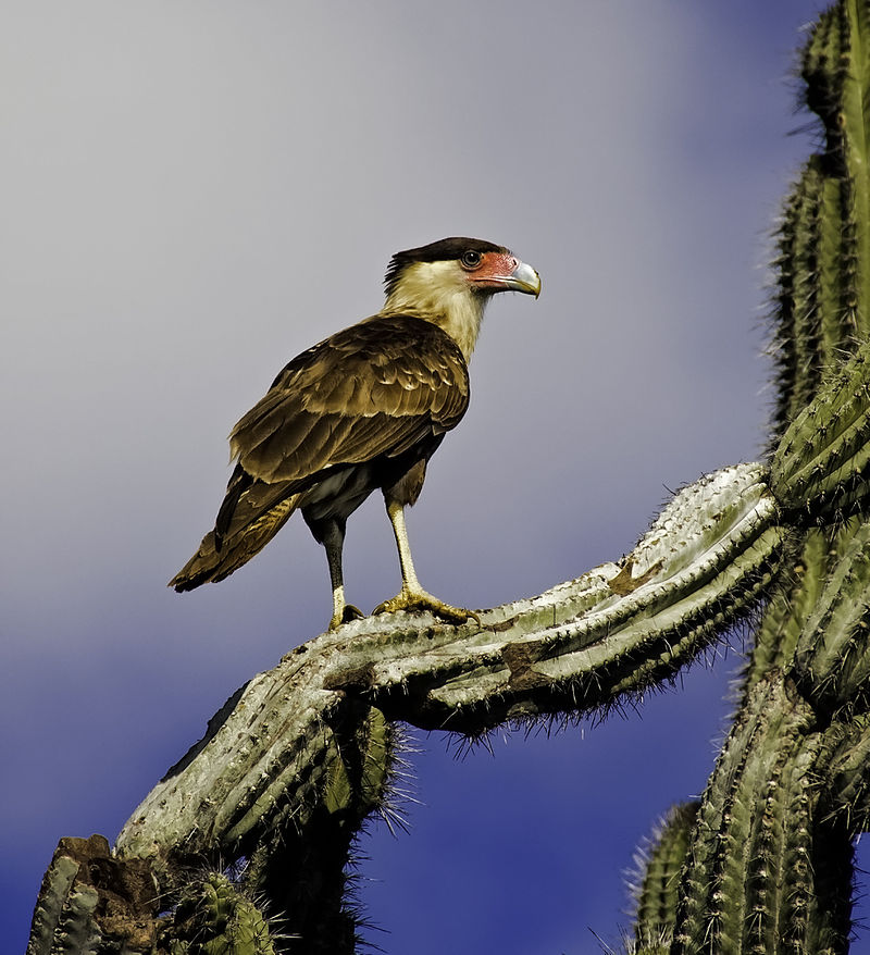 Northern Caracara