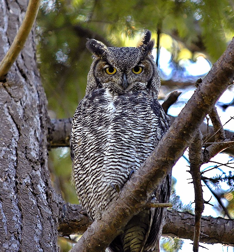 Great Horned Owl