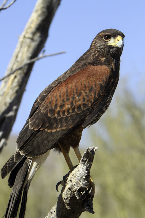 Harris’s Hawk