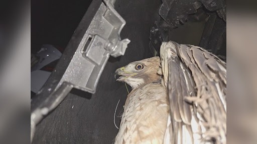 Hawk that was hit by a vehicle in Texas