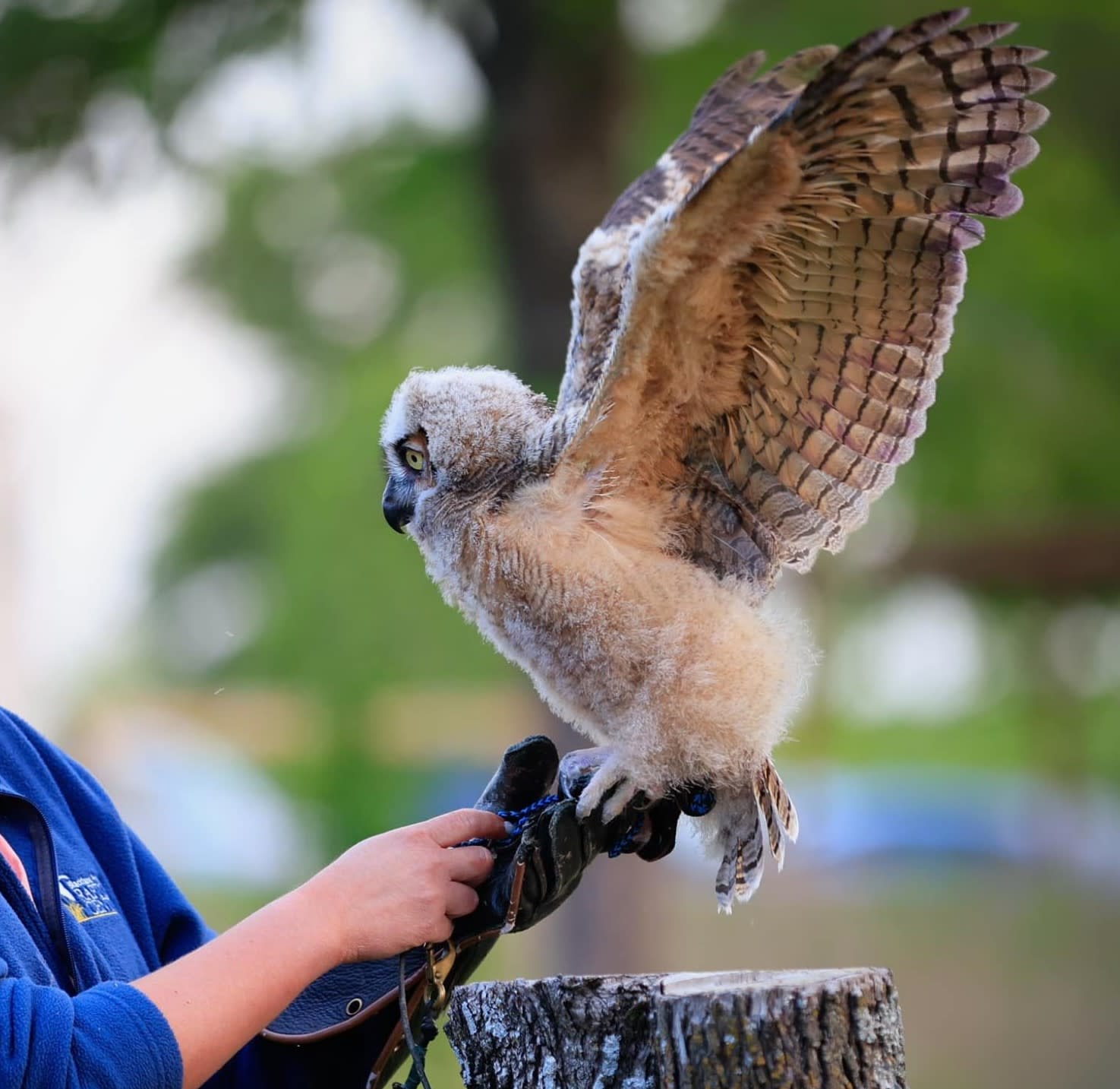 live raptor program