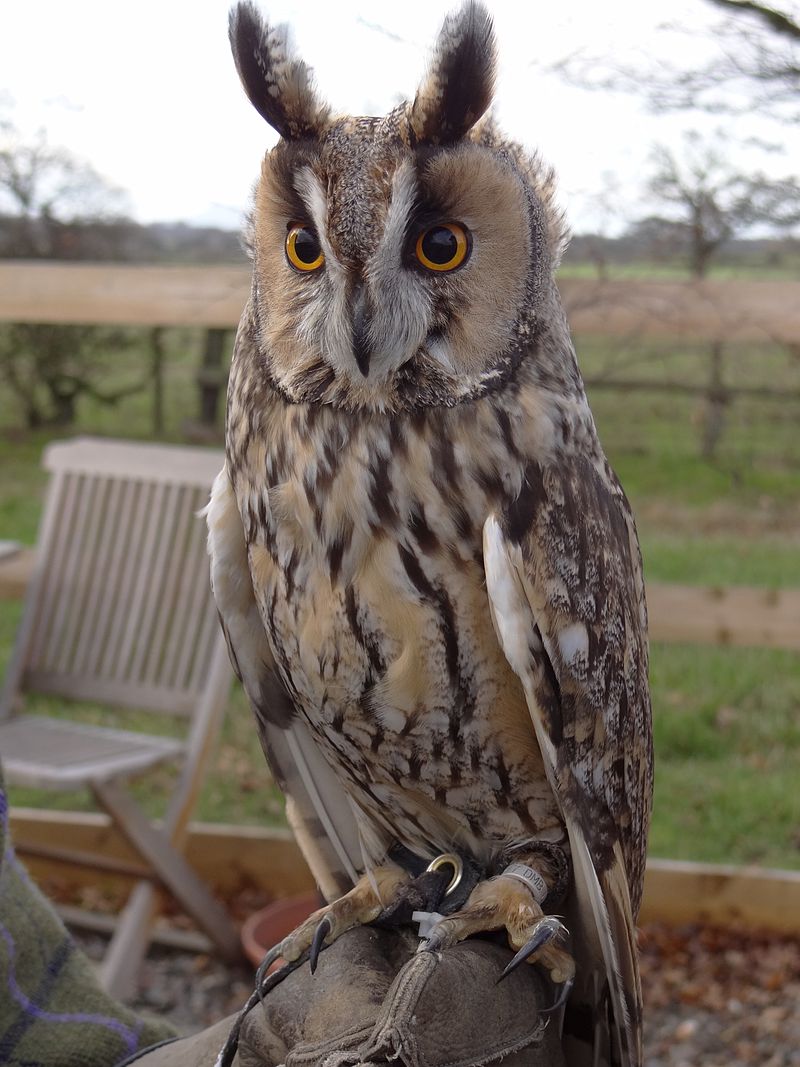 Long-eared Owl