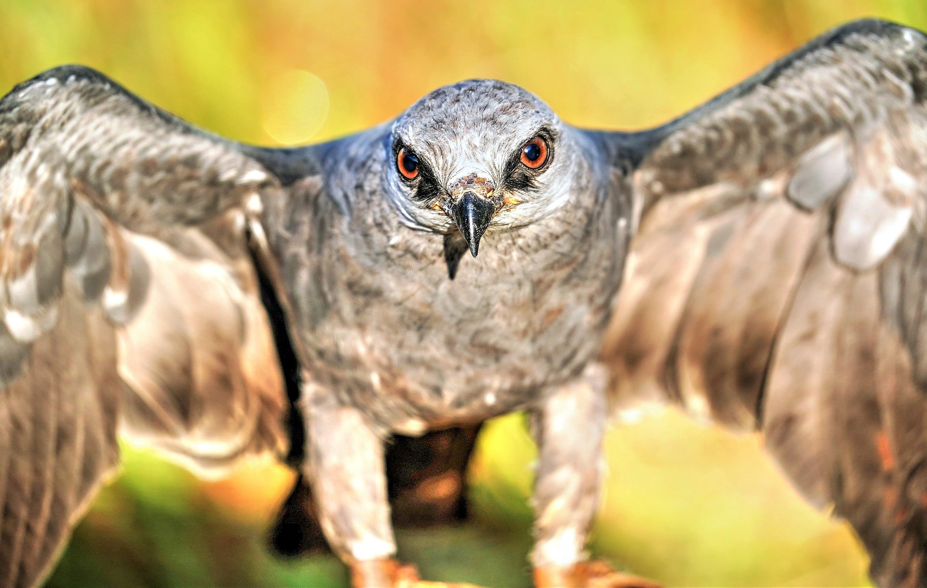 hawk flying