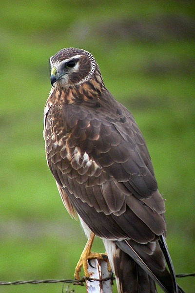 Northern Harrier