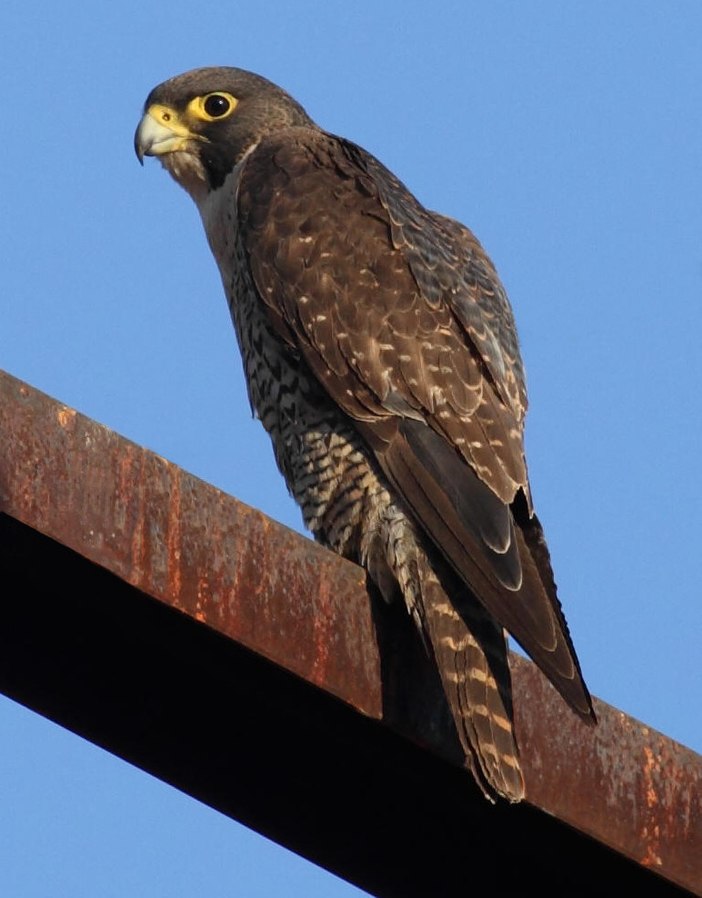 Peregrine Falcon