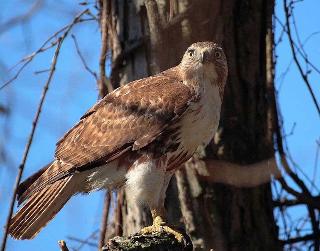 Red-tailed Hawk