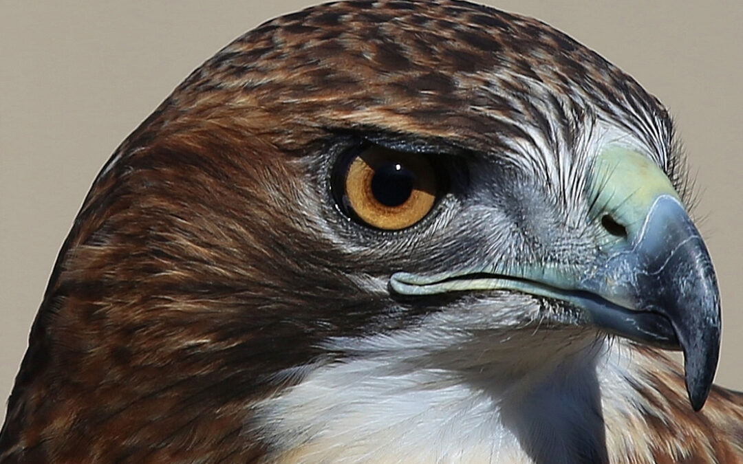 red tail hawk