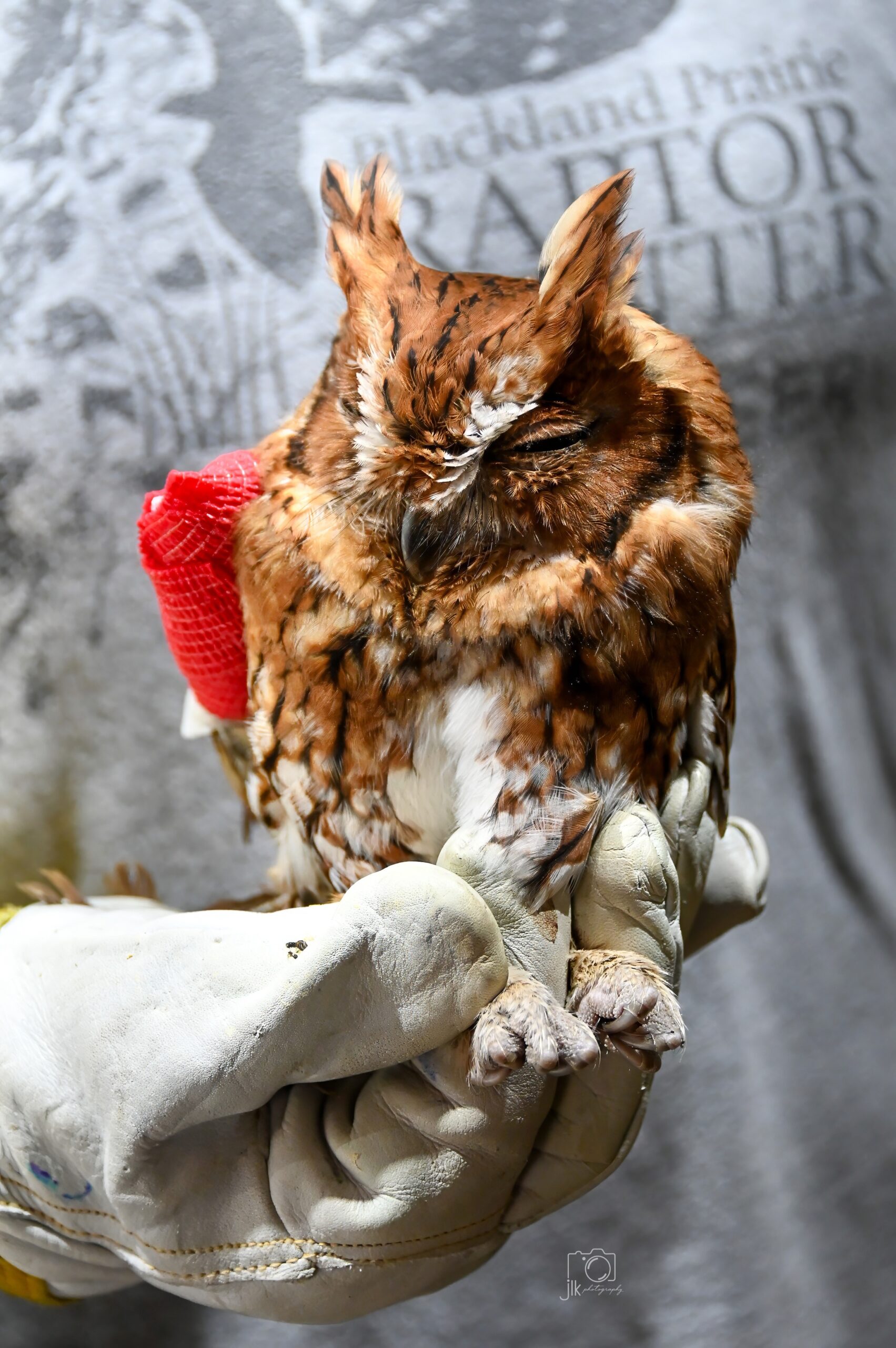 baby owl 