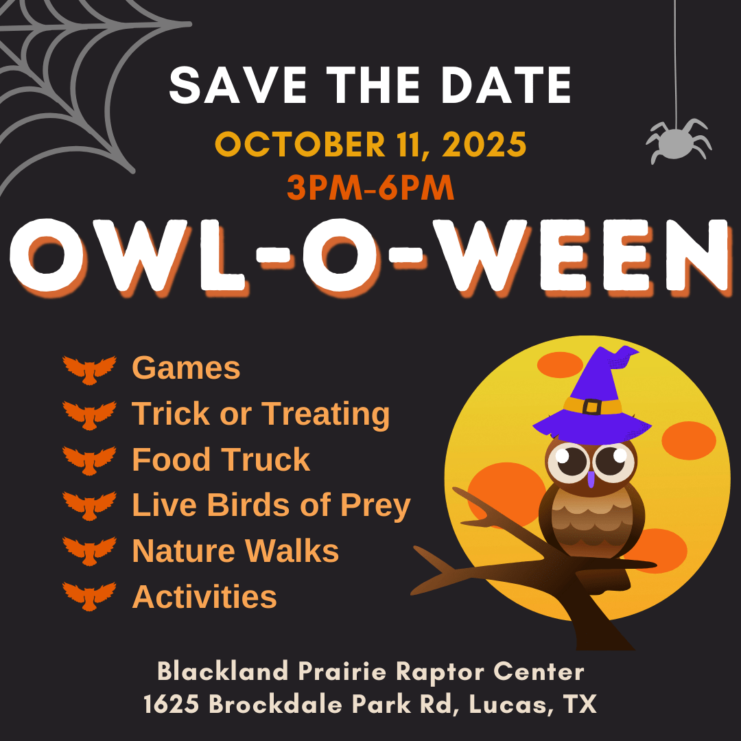 Owl-O-Ween 7