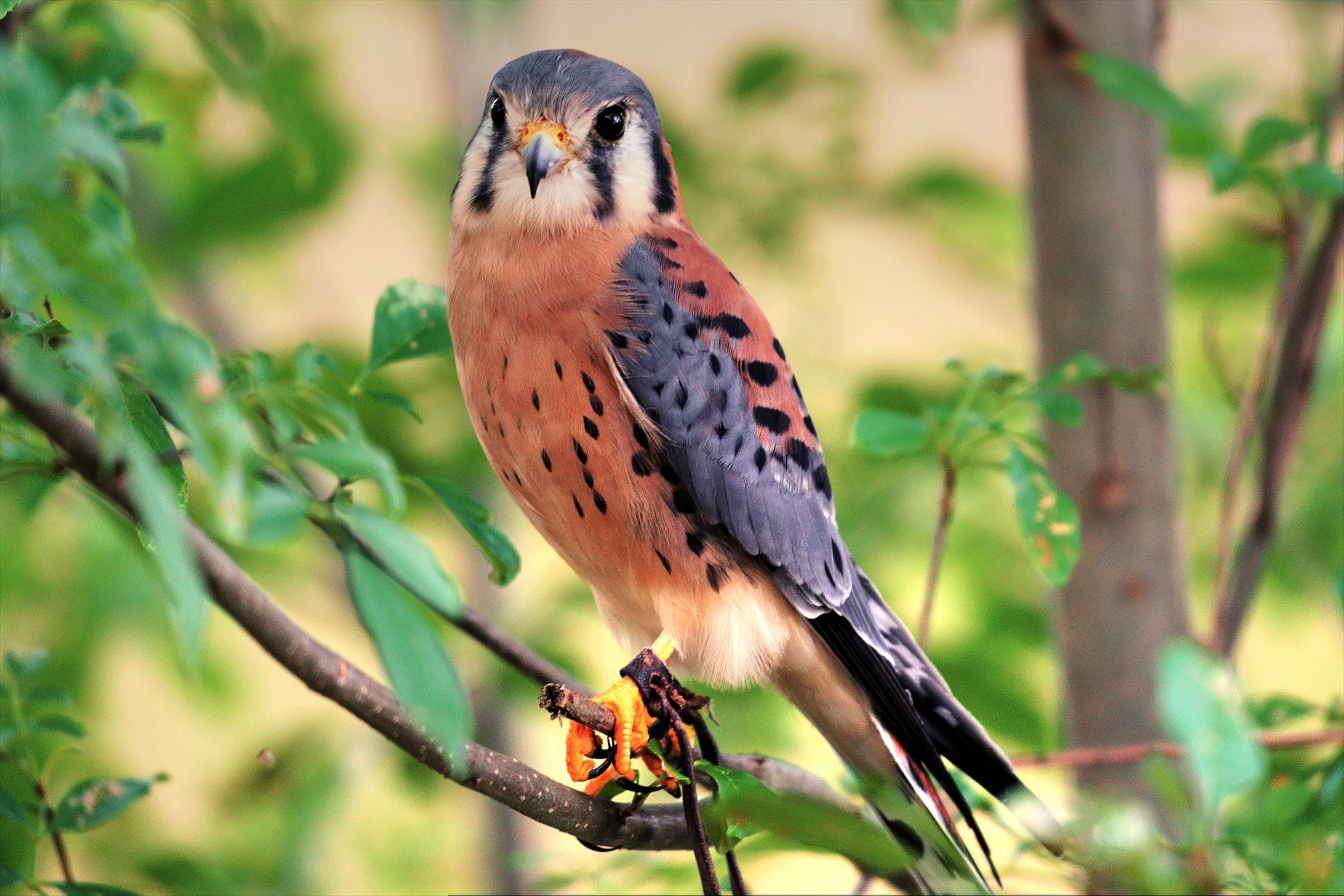 Raptor Experiences 7