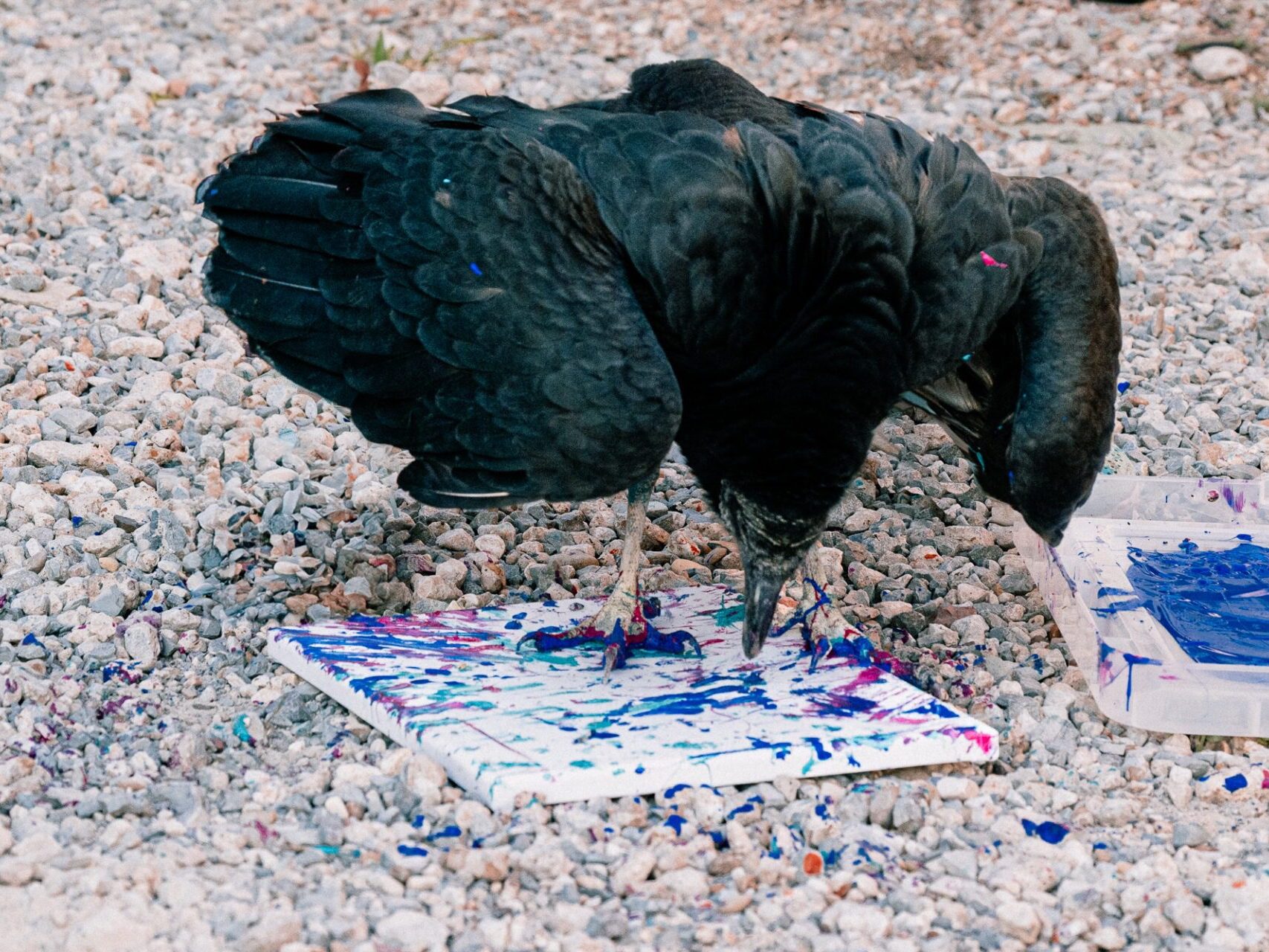 painting with petunia