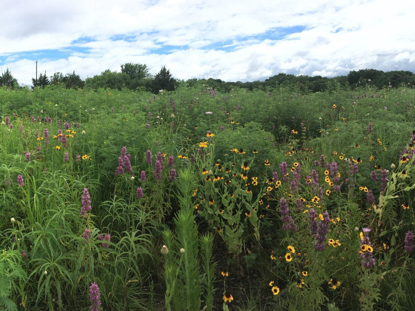 nature hike through field of wildflowers