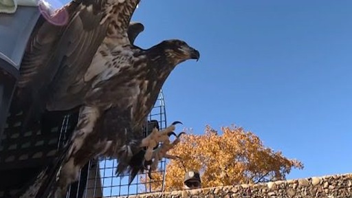 Blackland Prairie Raptor Center releases rehabilitated bald eagle